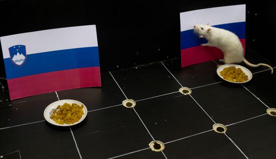 Животные предсказывают результат хоккейного матча Россия - Словения на Олимпиаде в Сочи