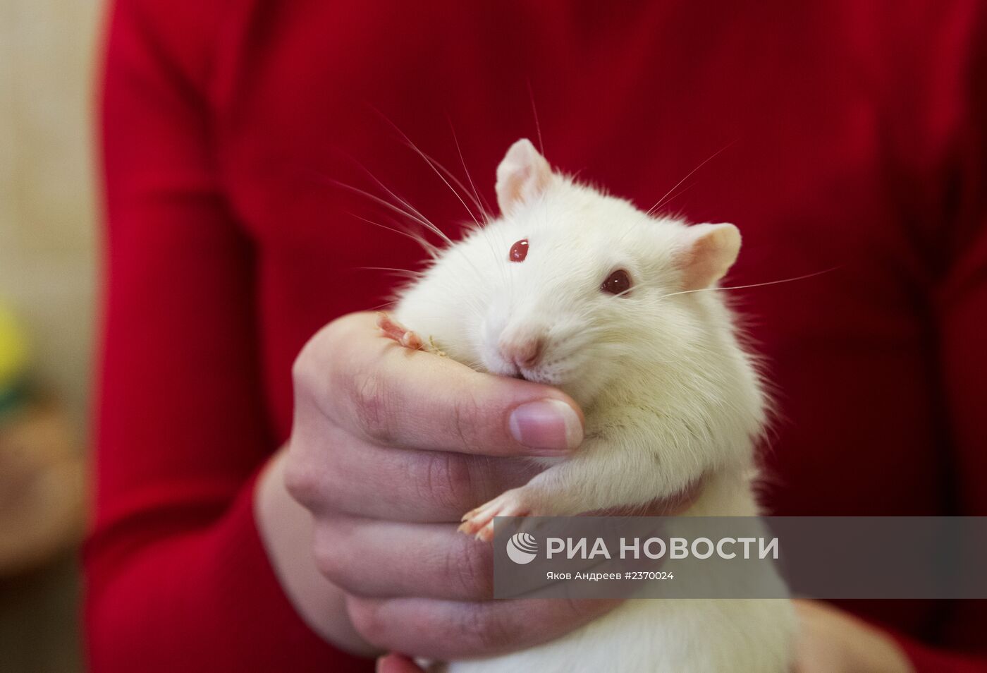 Животные предсказывают результат хоккейного матча Россия - Словения на Олимпиаде в Сочи