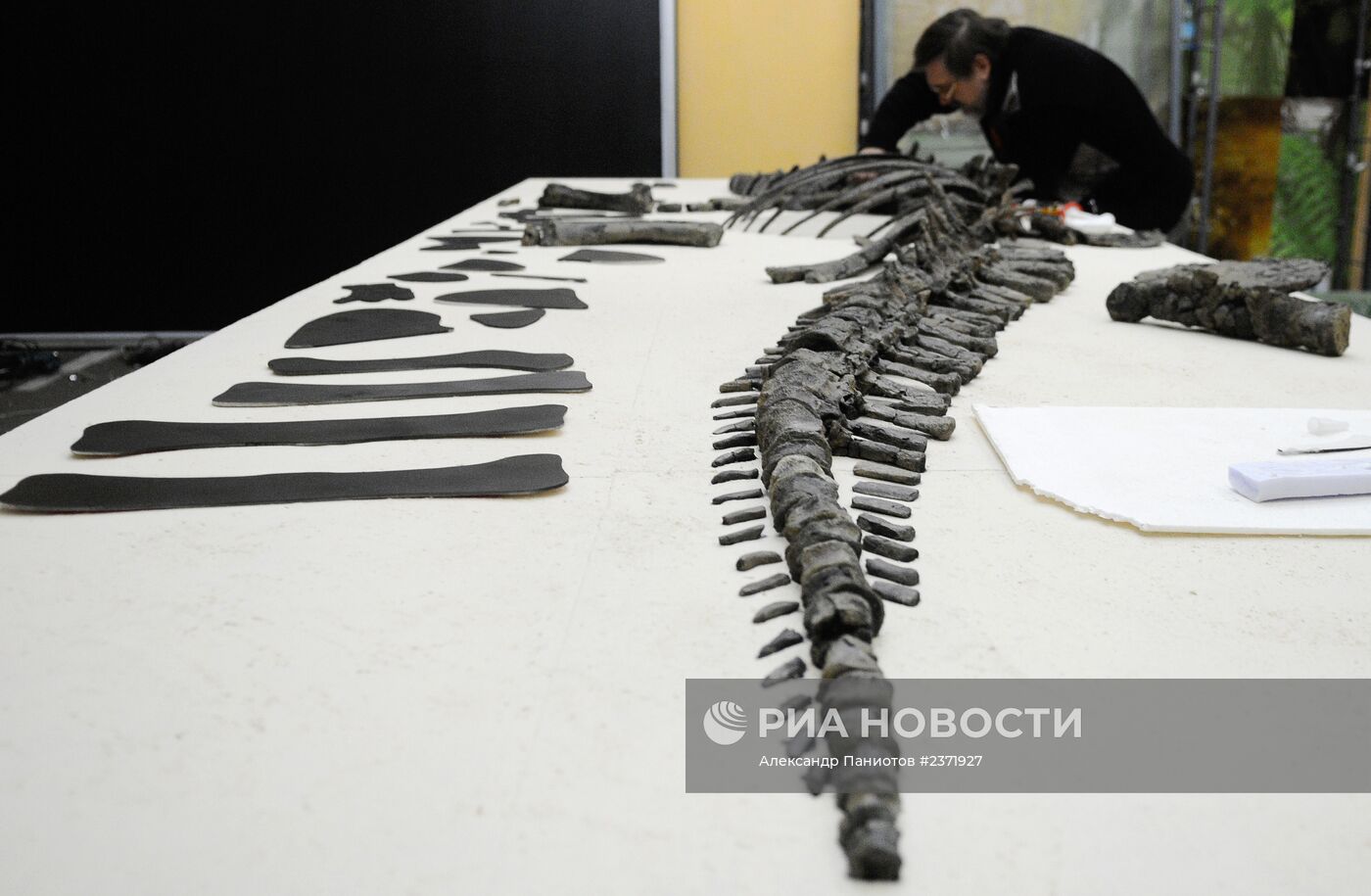 В Красноярске собрали скелет древнего стегозавра