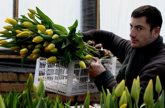 Сбор тюльпанов в теплице Владивостока
