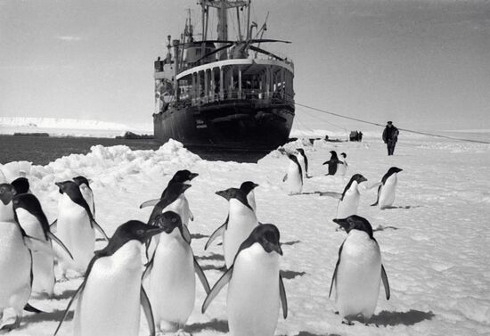 ПИНГВИНЫ КОРАБЛЬ АНТАРКТИДА