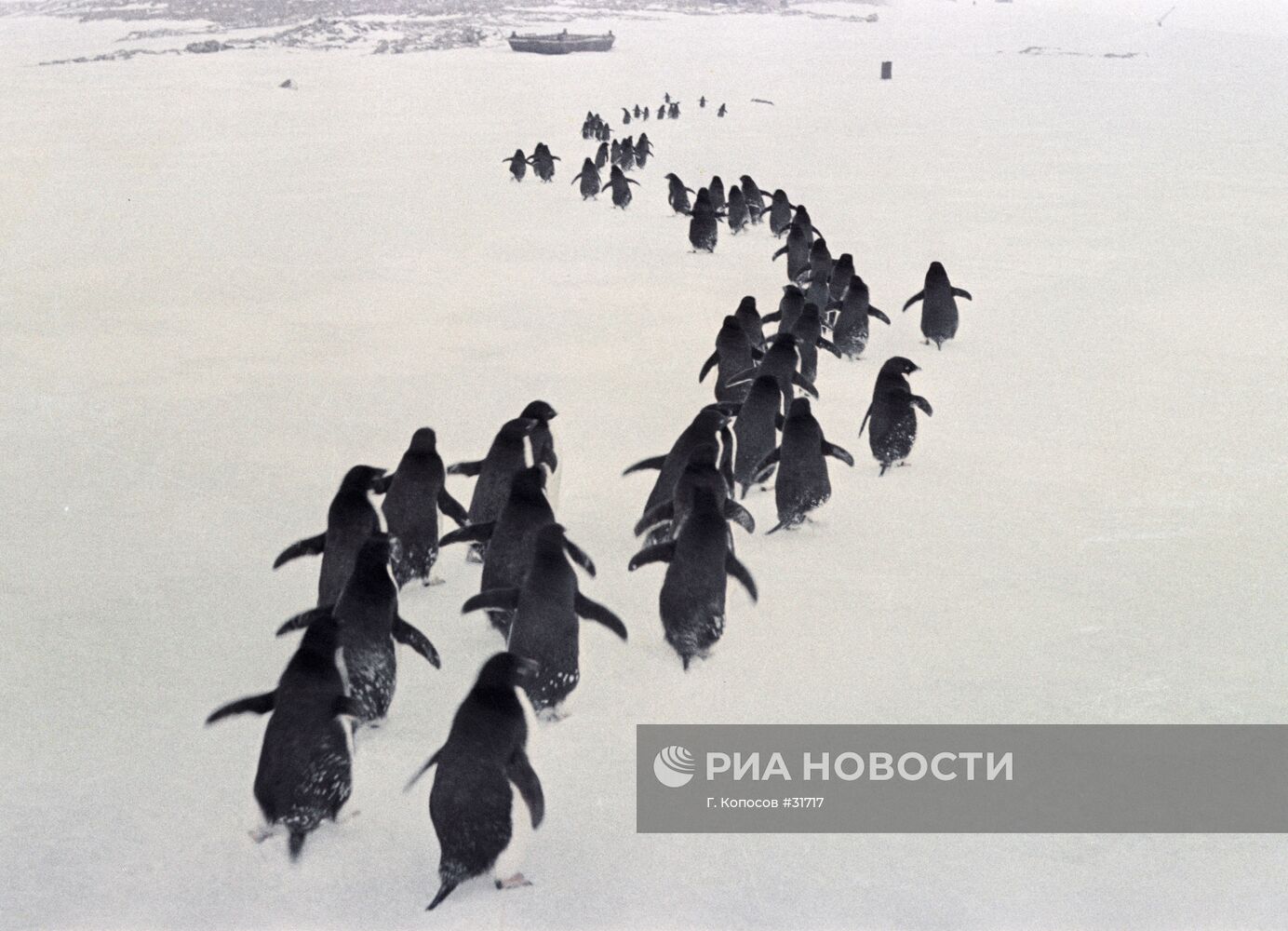 ПИНГВИНЫ СТАЯ АНТАРКТИДА
