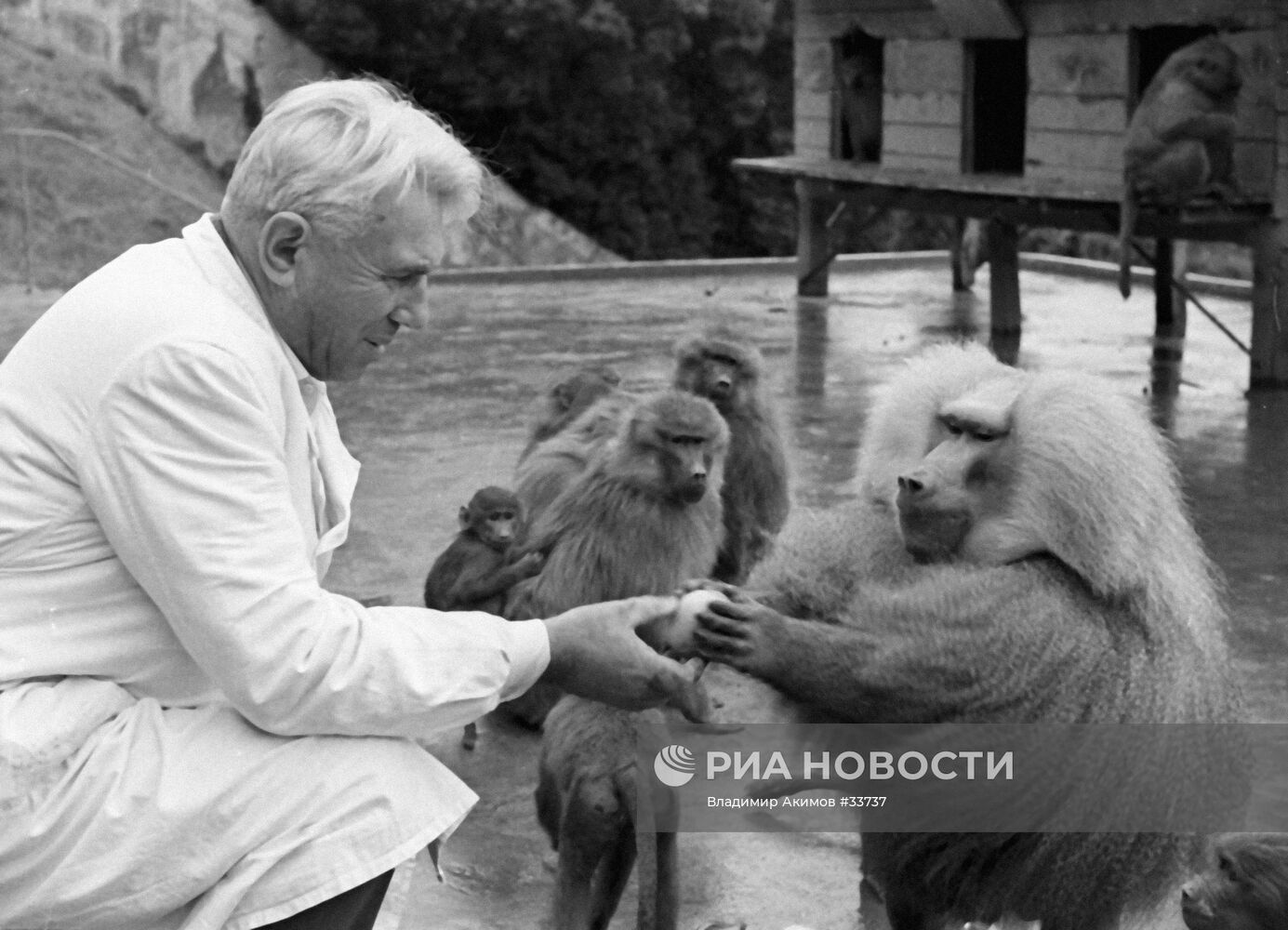 СУХУМСКИЙ ОБЕЗЬЯНИЙ ПИТОМНИК