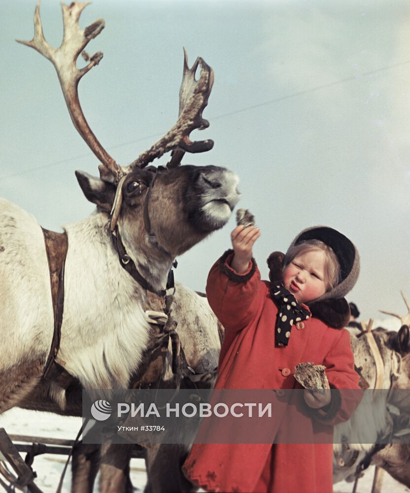 ЧУКОТКА ДЕВОЧКА ОЛЕНЬ УПРЯЖКА ХЛЕБ