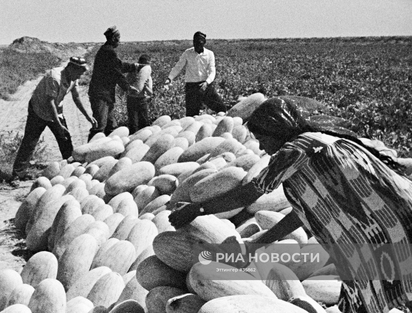 ДЫНИ СБОР СОВХОЗ «САМАРКАНД»