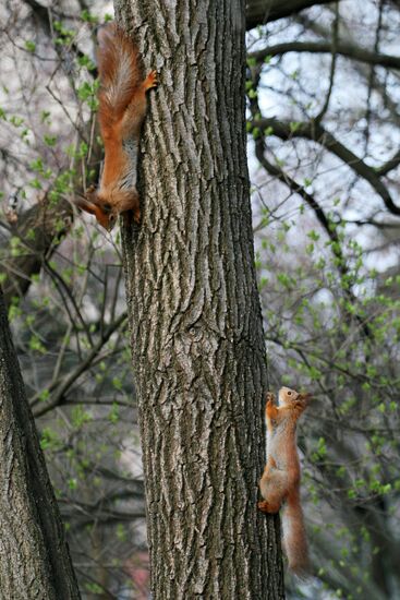 Белки в центральном парке Харькова