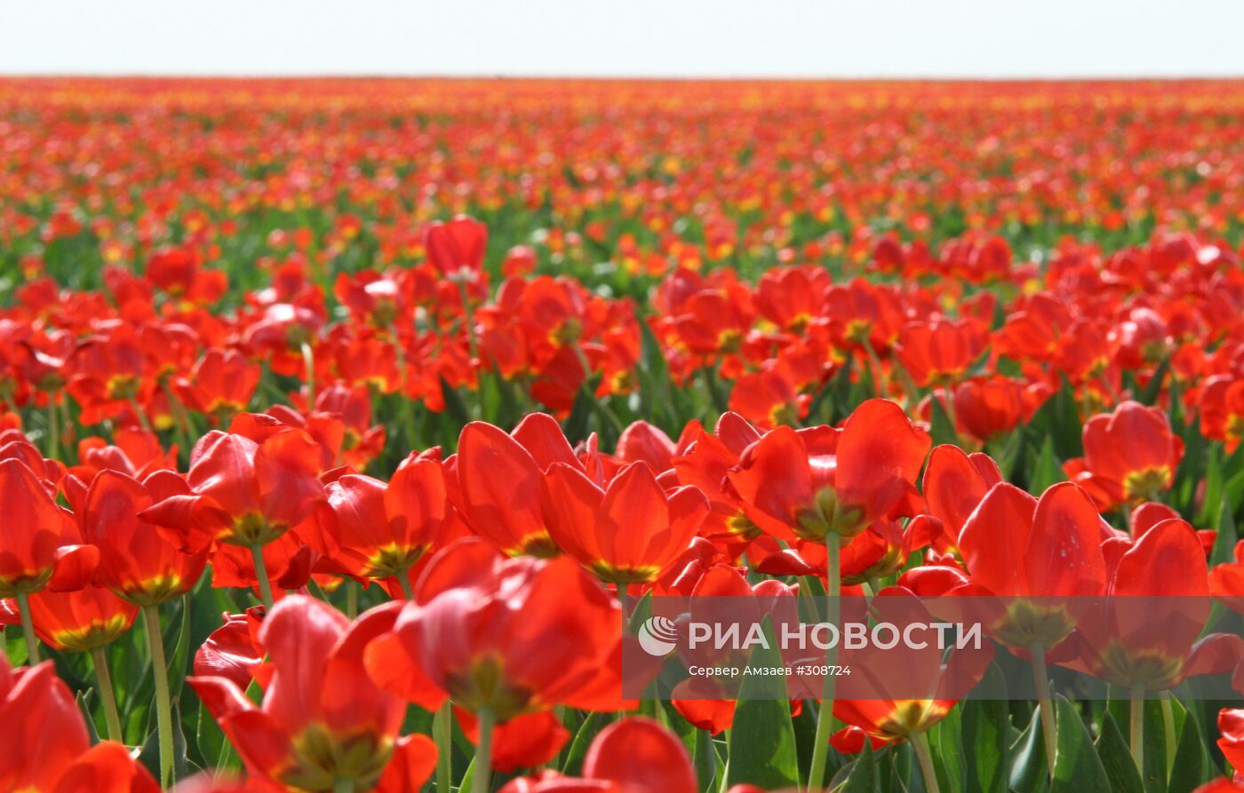 Плантация тюльпанов в Крыму