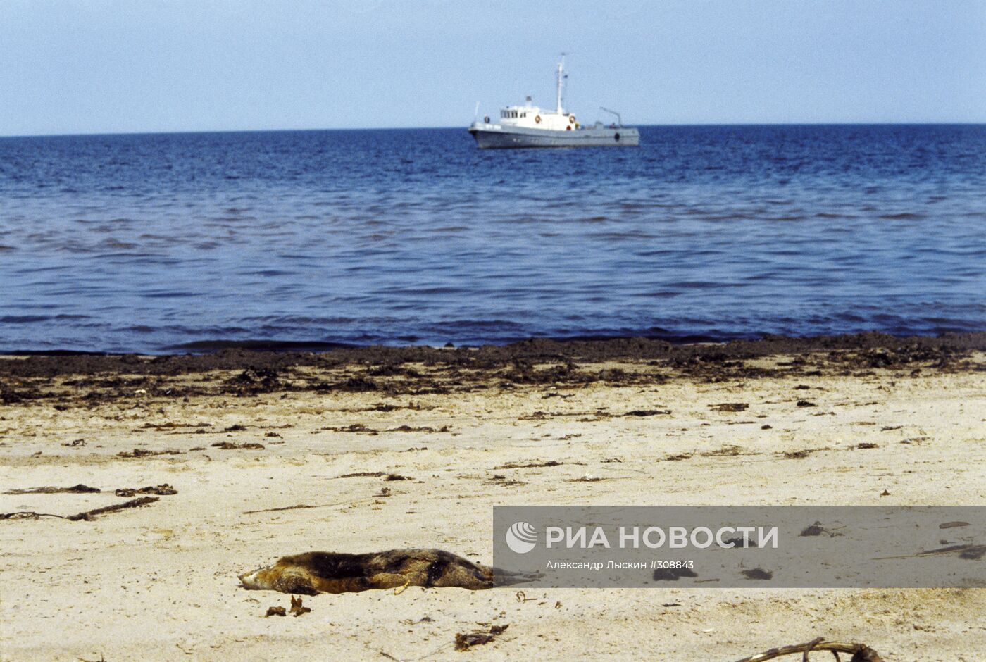 Экологическая катастрофа в Белом море