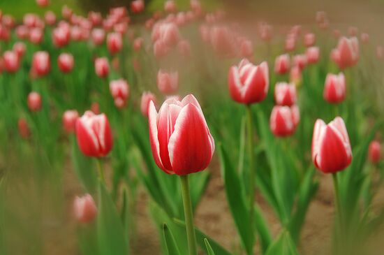 Тюльпаны в Парке Горького