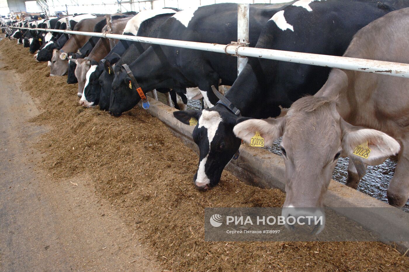 Молочная ферма во Владимирской области