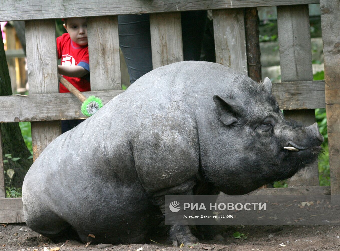 "Минипиг-фестиваль" в Санкт-Петербурге