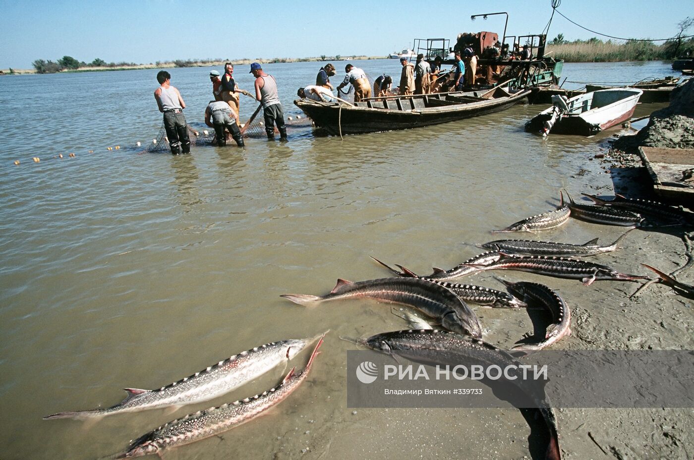 Отлов осетровых на Волге
