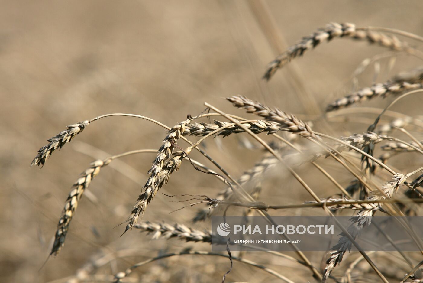 Уборка урожая