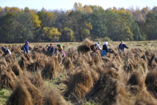 Заготовка льна в Новгородской области