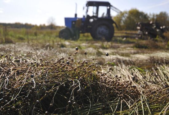 Заготовка льна в Новгородской области