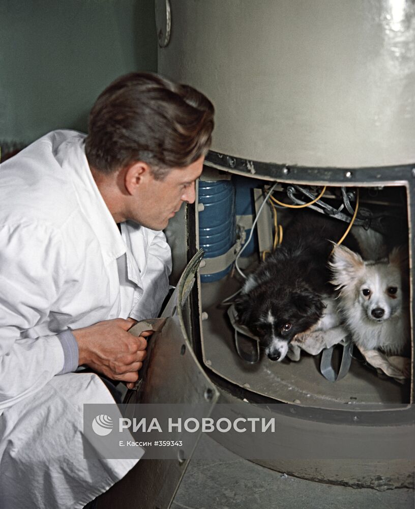 Собаки "Дамка" и "Козявка" перед полётом в космос