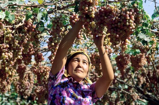 Уборка винограда в Узбекистане