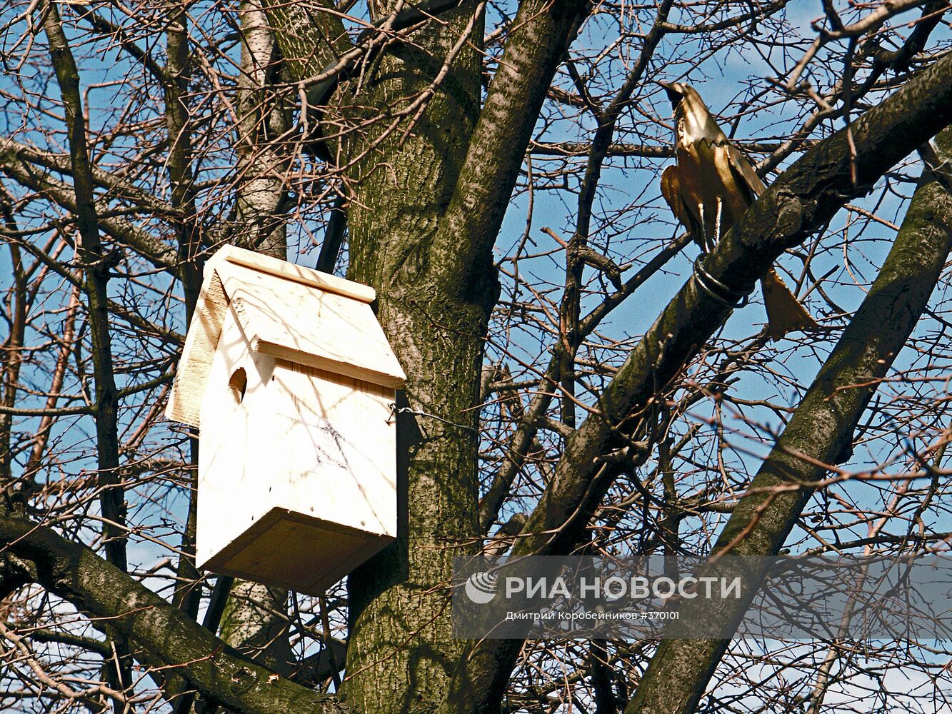 Скворечник и Бронзовая птица на дереве в Москве