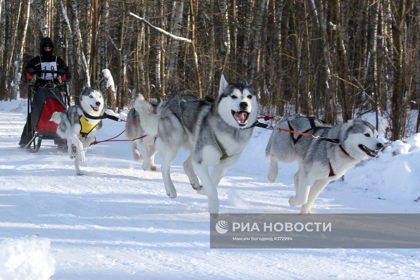 Гонка на северных ездовых собаках "Алтын чана-2009"
