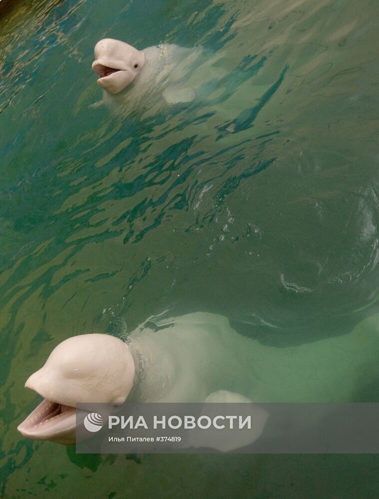 Дельфинарий Московского Зоопарка