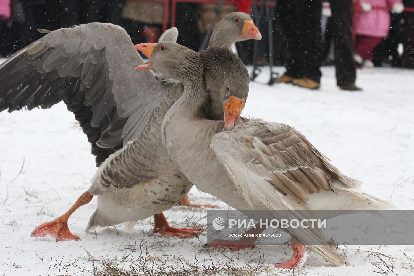 Гусиные бои в Суздале