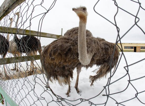 Страусиная ферма в Подмосковье