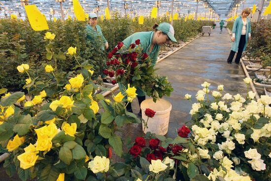 Выращивание цветов в канун Международного женского дня