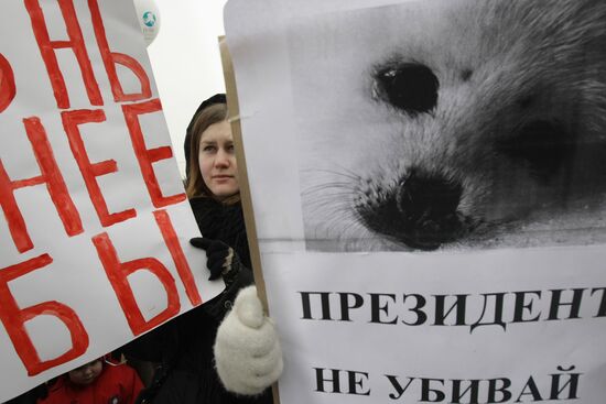 Акция в защиту тюленей на Белом море
