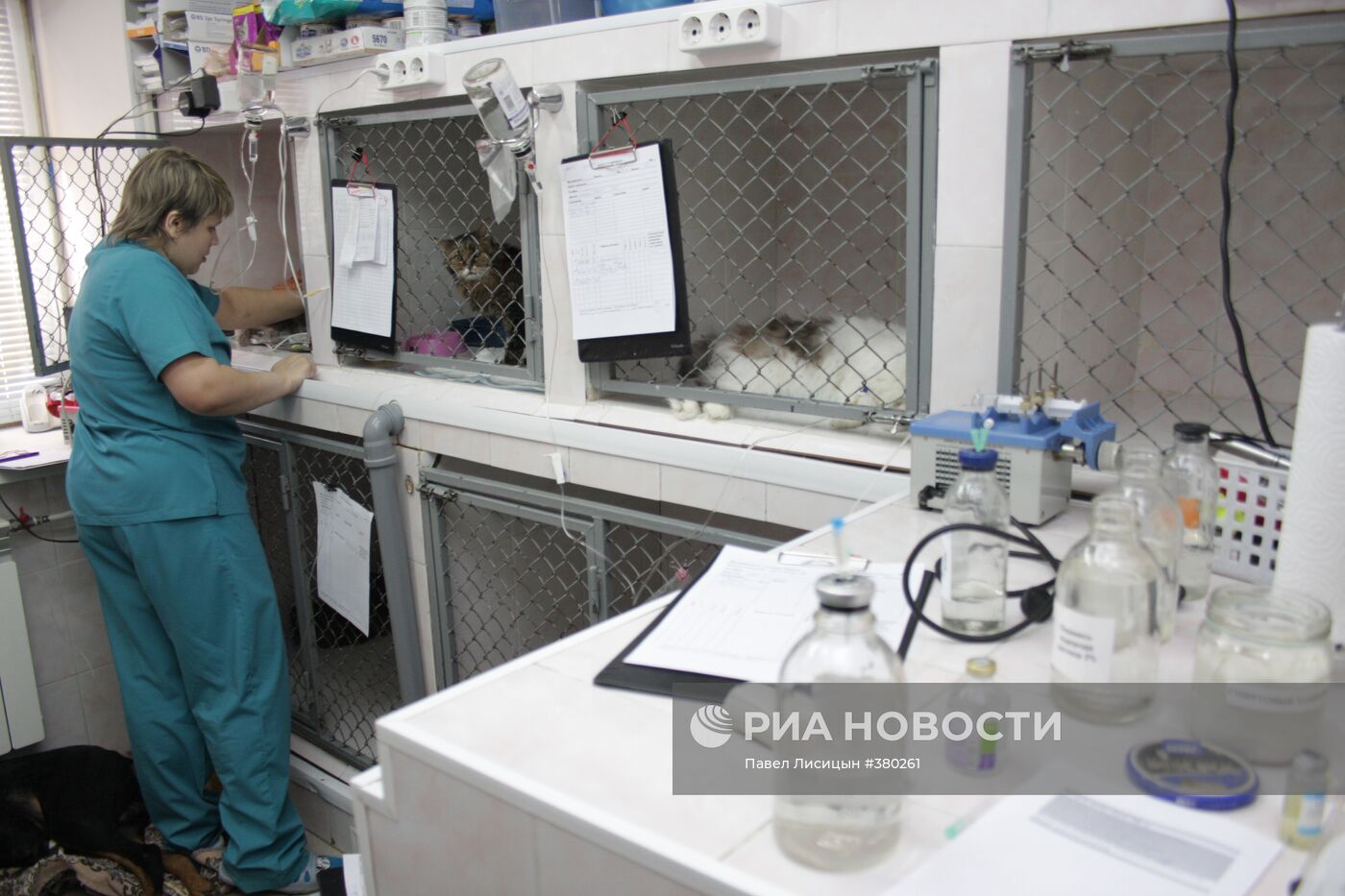 Работа ветеринарной клиники "Ветдоктор" в Екатеринбурге