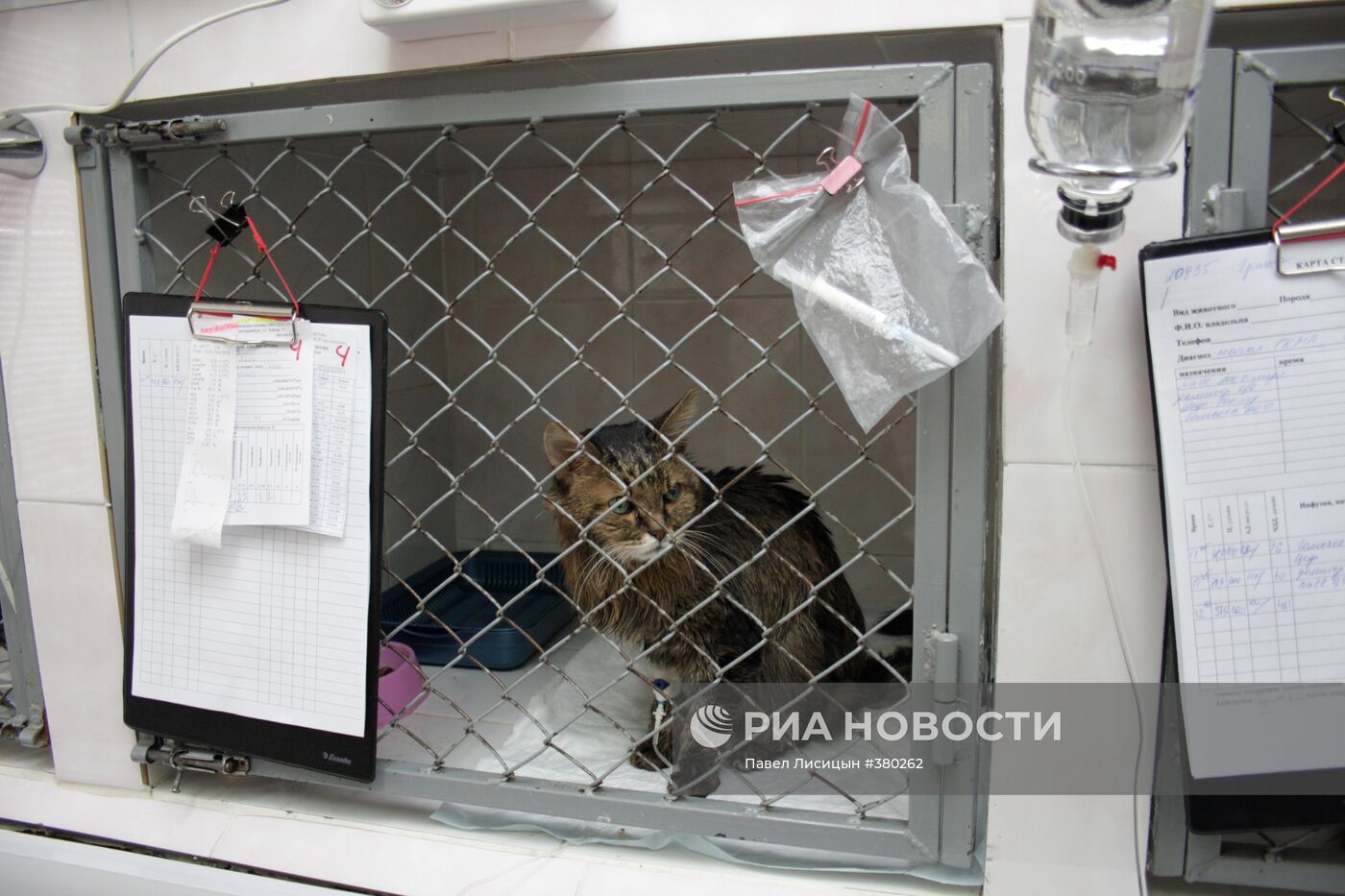 Работа ветеринарной клиники "Ветдоктор" в Екатеринбурге