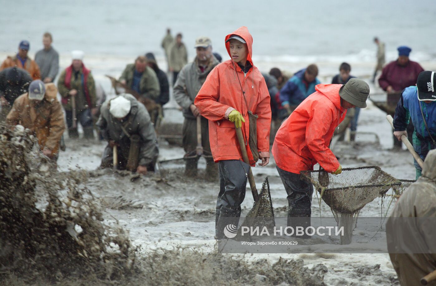 Добыча янтаря в береговой зоне Балтийского моря