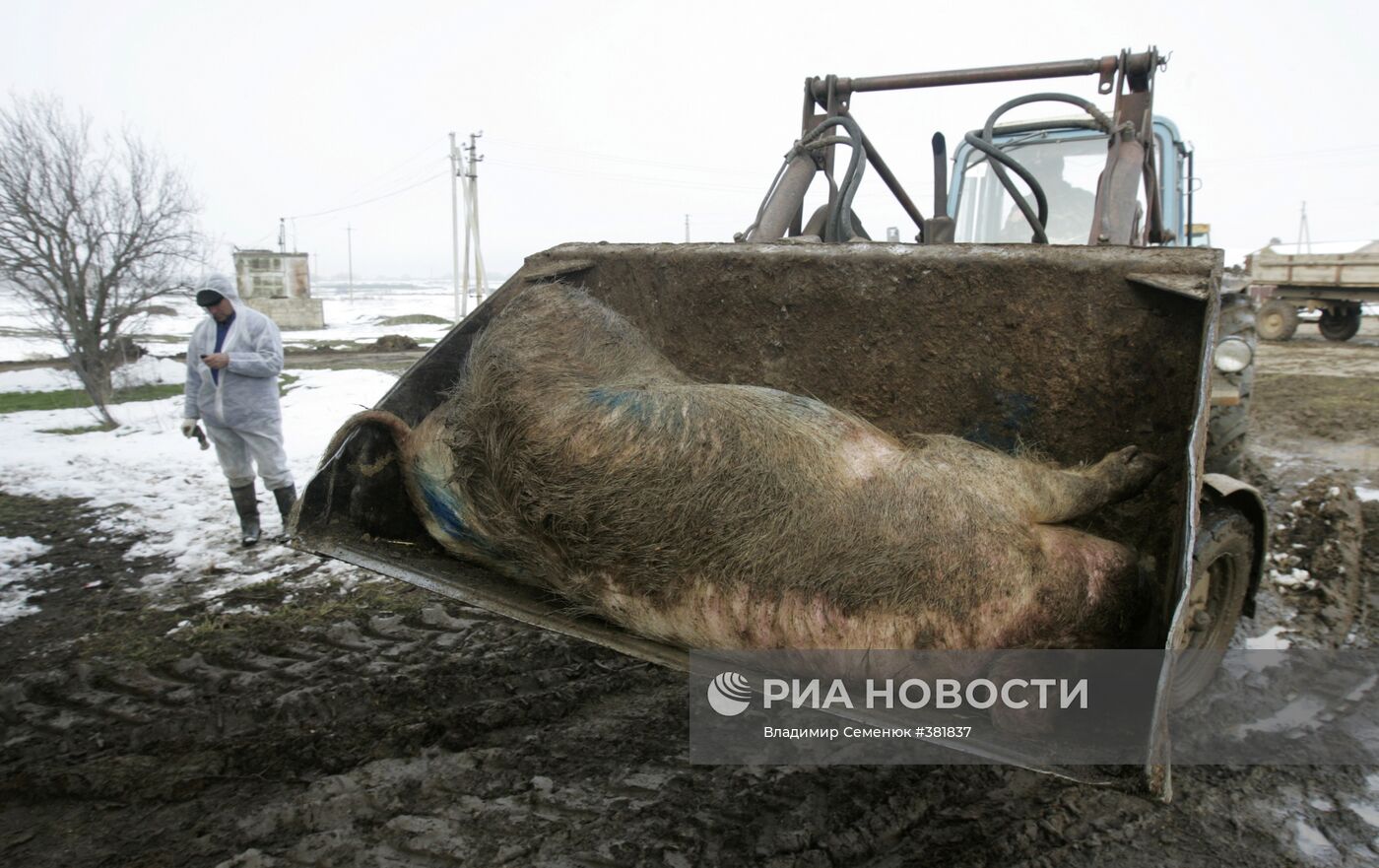 Уничтожение поголовья свиней в Ставрополье