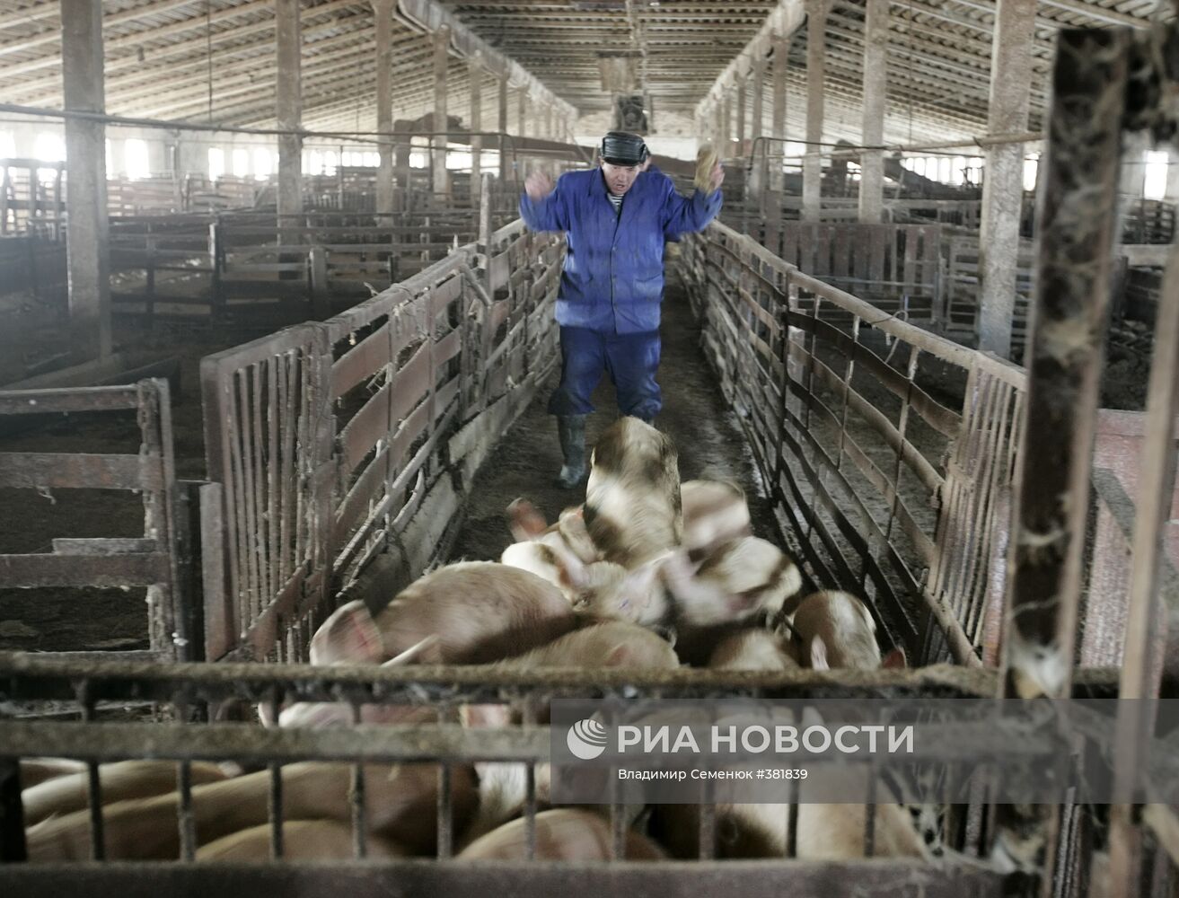 Уничтожение поголовья свиней в Ставрополье