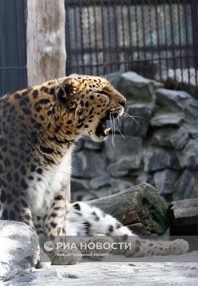 В Новосибирском зоопарке животных перевели в открытые вольеры