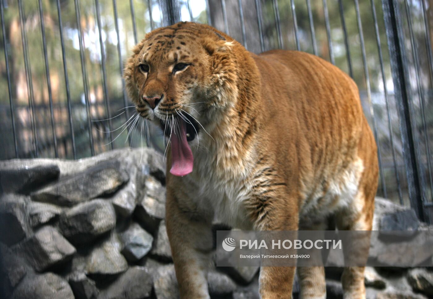 В Новосибирском зоопарке животных перевели в открытые вольеры