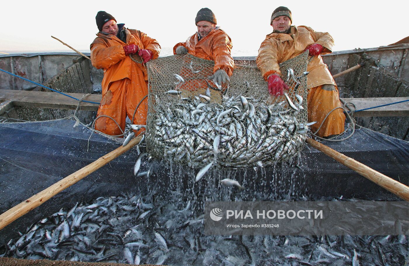 Лов салаки в Калининградском заливе