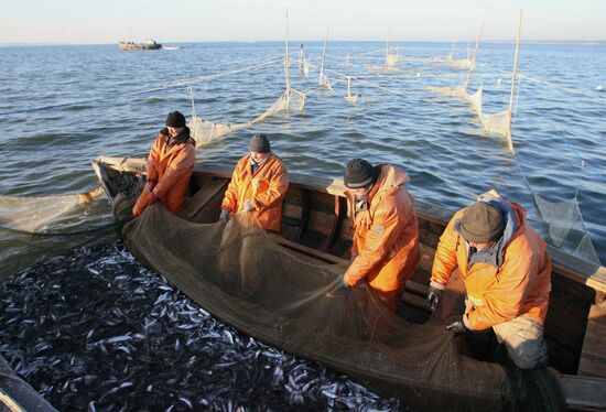 Лов салаки в Калининградском заливе