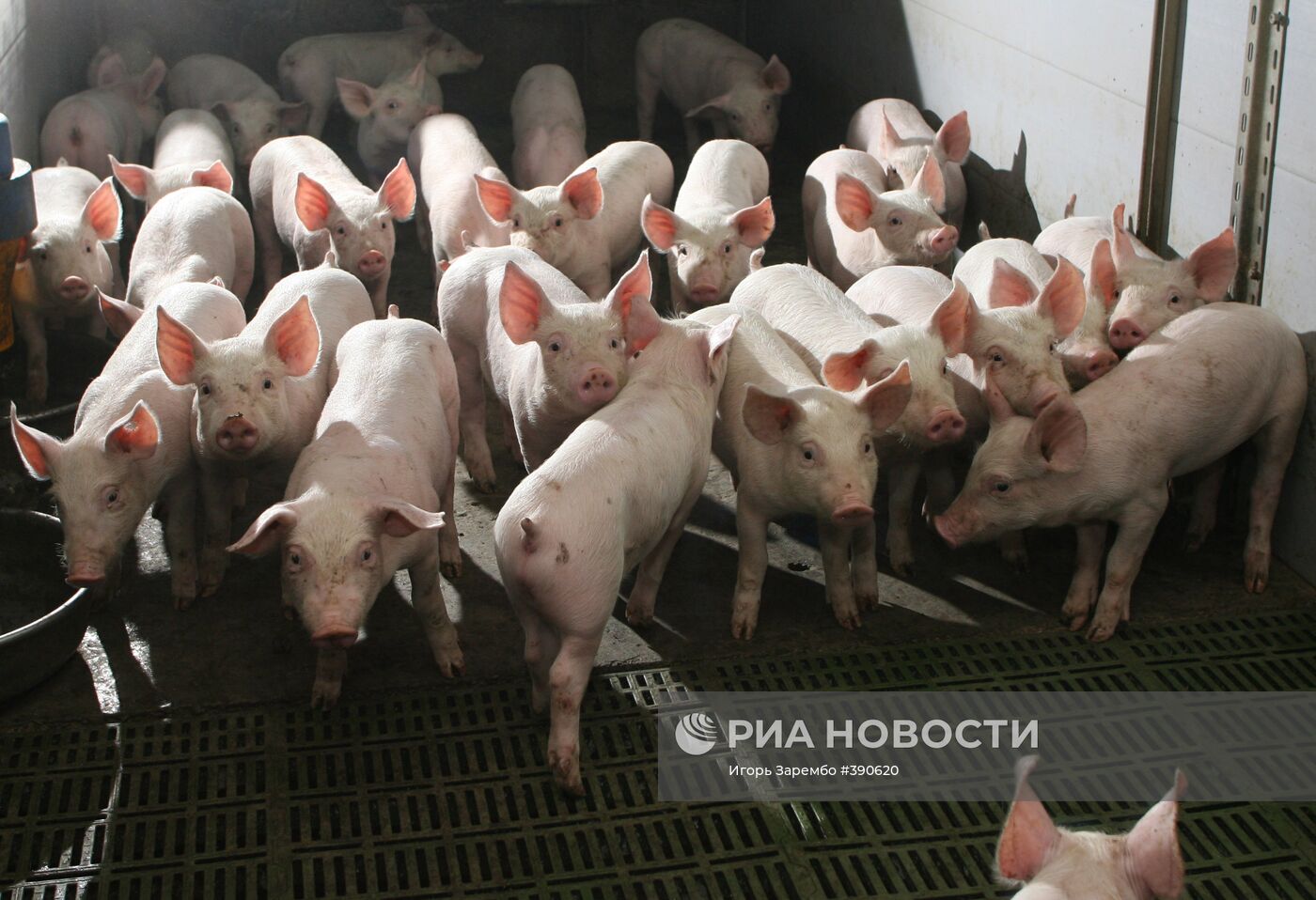 Свиноводческий комплекс в Калининградской области