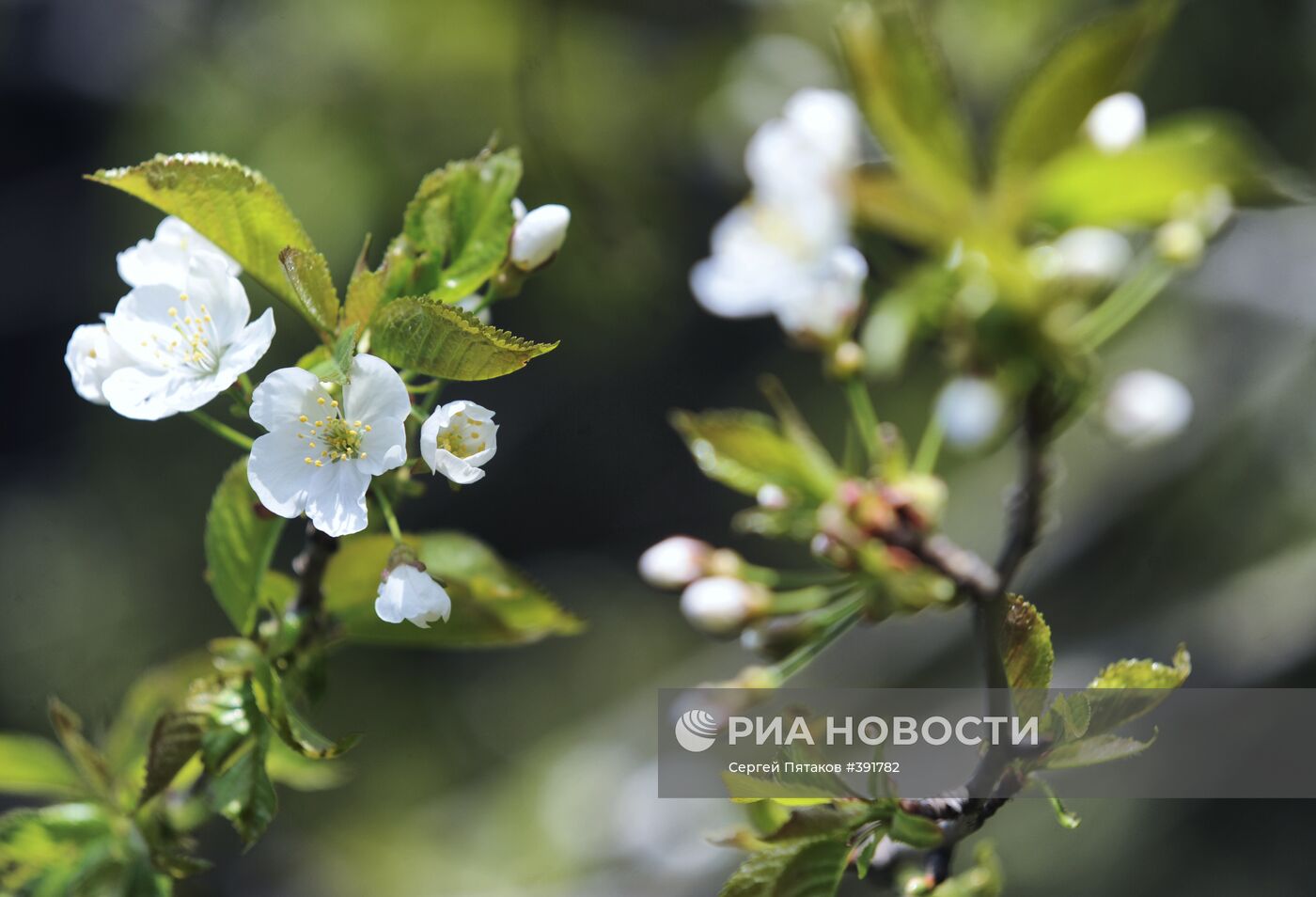 Главный ботанический сад им. Н.В.Цицина РАН