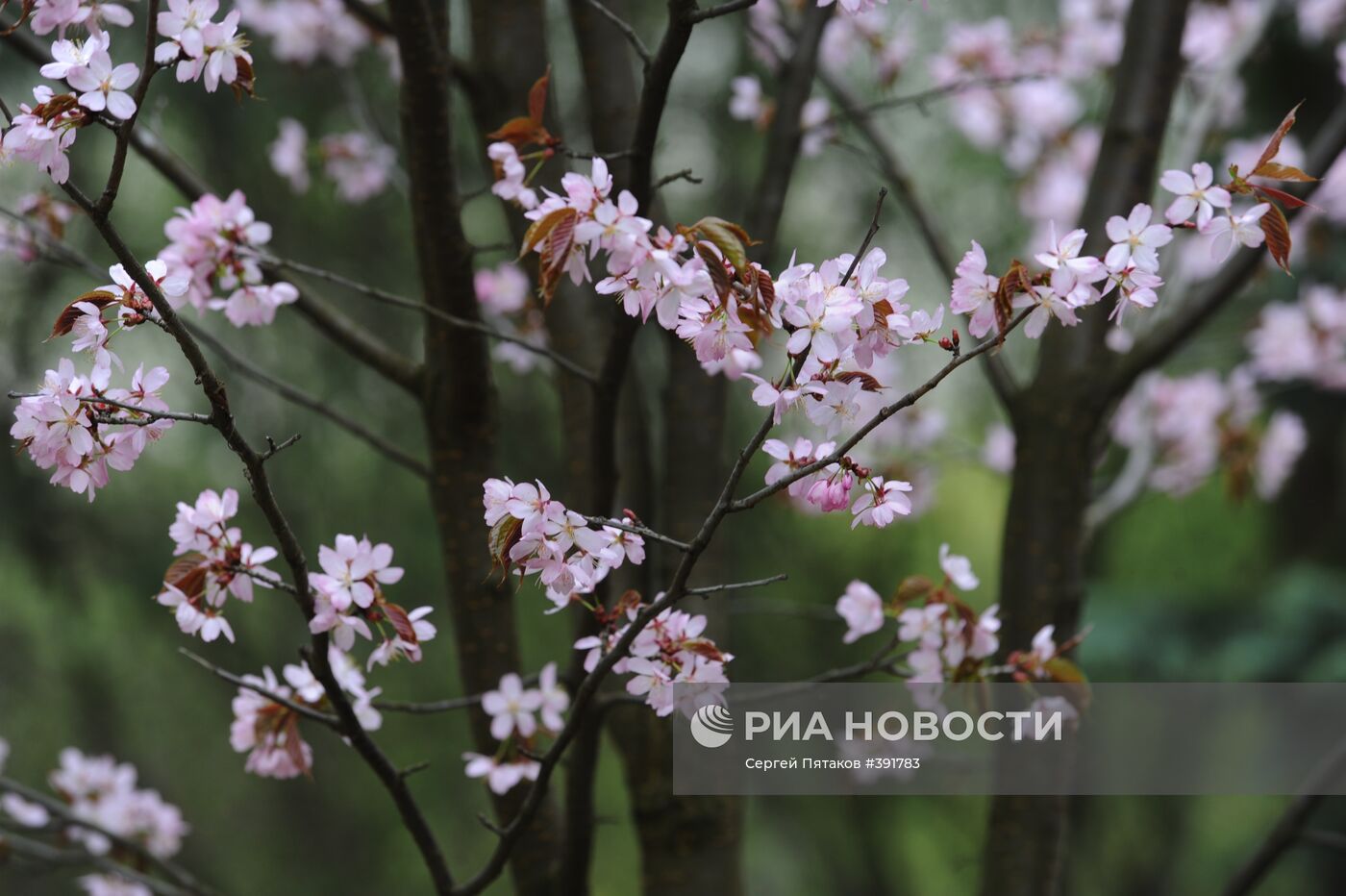 Главный ботанический сад им. Н.В.Цицина РАН