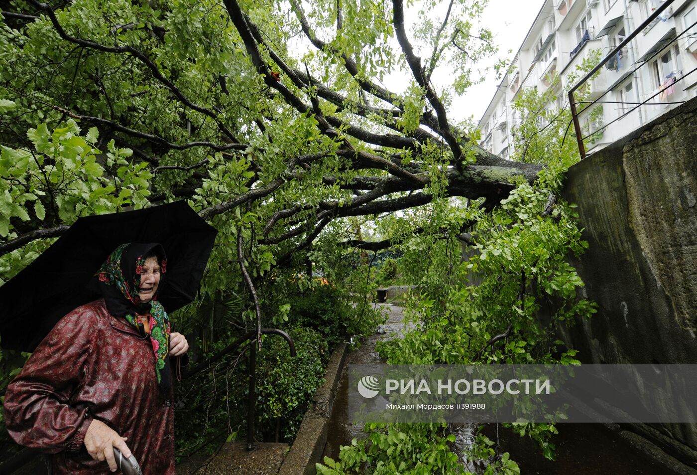 В городе Сочи на жилой дом упало дерево