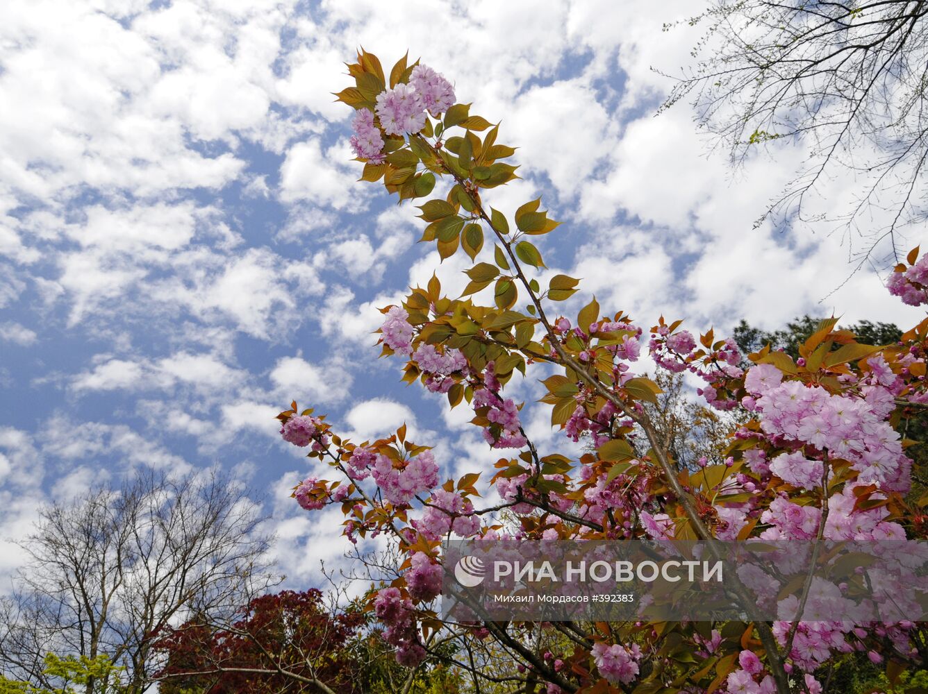 Сочинский "Дендрарий"