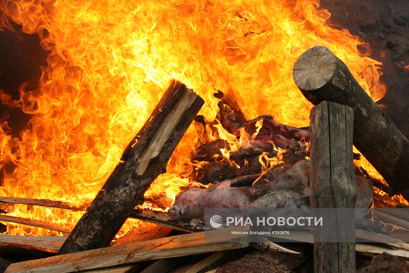 Уничтожение путем сжигания. Сжигание трупов животных. Сожжение трупов животных.