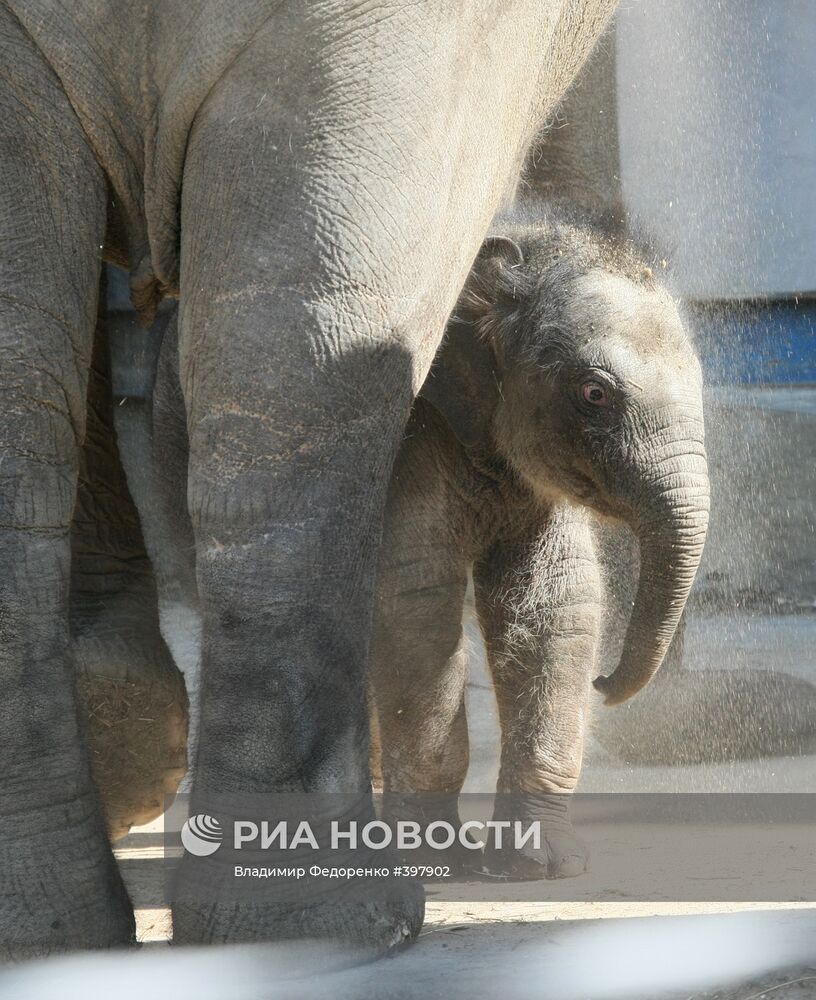 Детеныш азиатского слона в Московском зоопарке