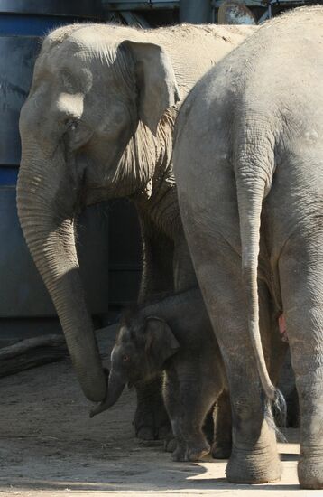 Детеныш азиатского слона в Московском зоопарке