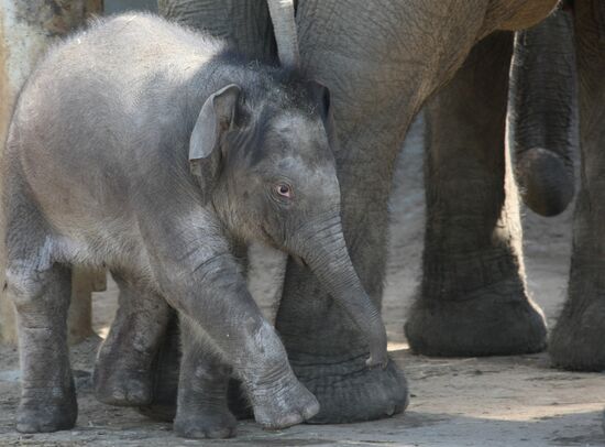 Детеныш азиатского слона в Московском зоопарке