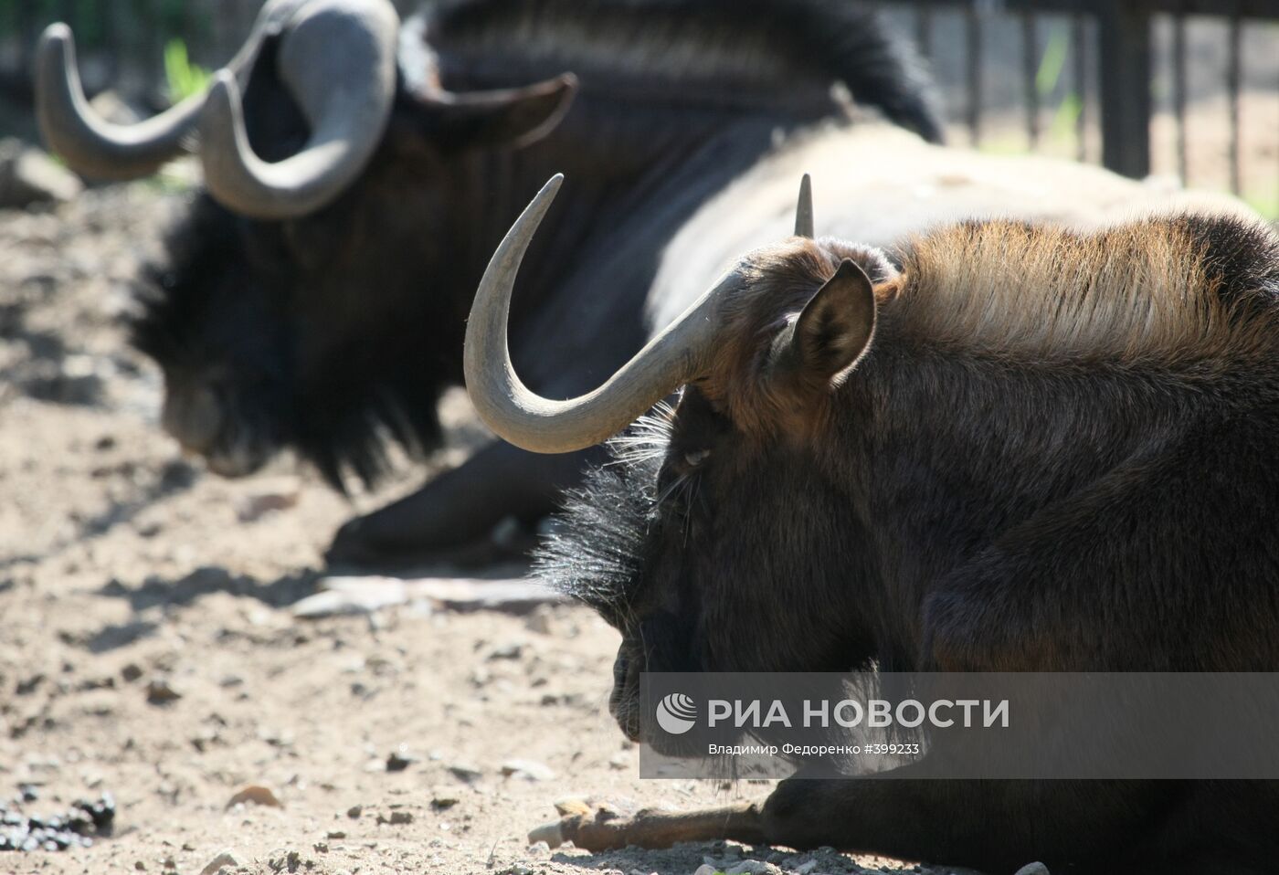 Овцебык в Московском зоопарке