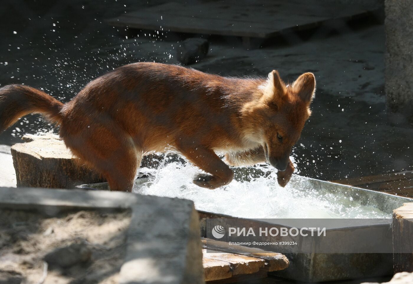 Красный волк в Московском зоопарке