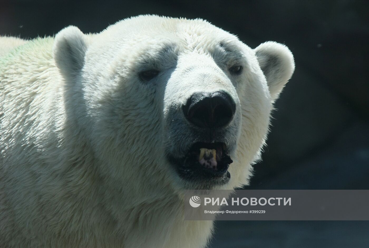 Белый медведь в Московском зоопарке