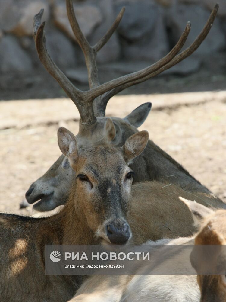 Олень Давида в Московском зоопарке